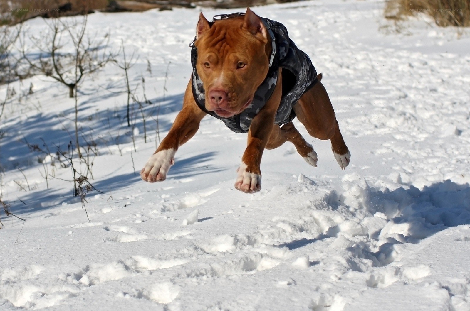 Pit bull running in the snow