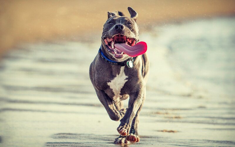 Pit Bull Running on Beach — Gray