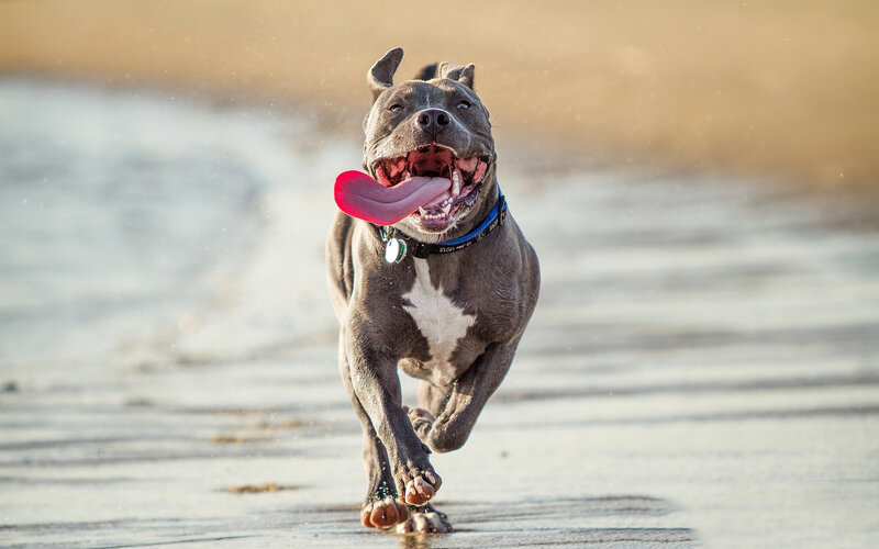 Pit Bull Running on Beach