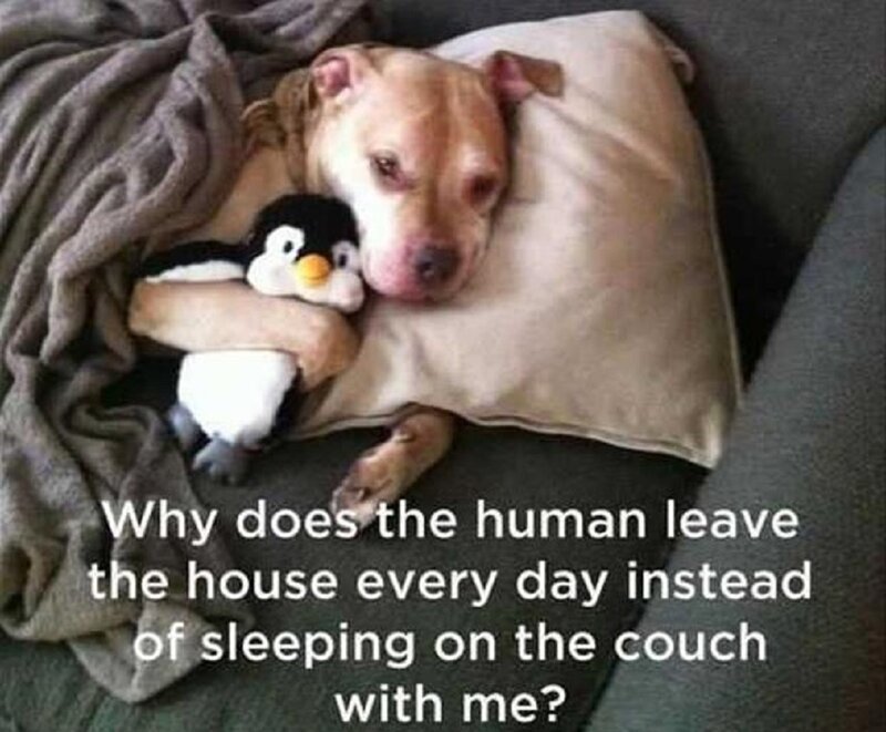 Pit Bull Sleeping