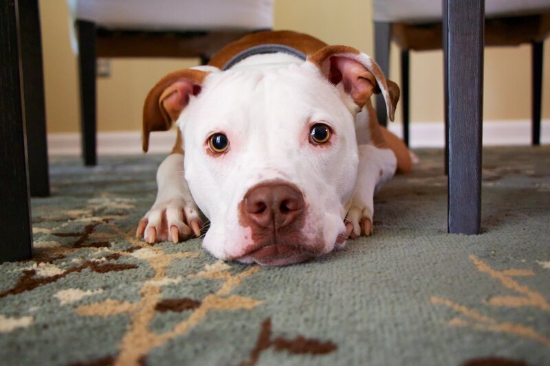 pit bull under the table