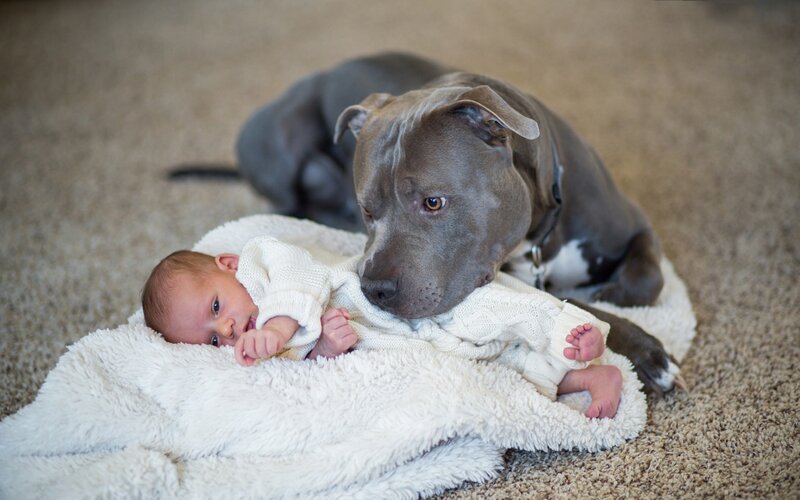 Pit Bull with Baby — Gray, Calm