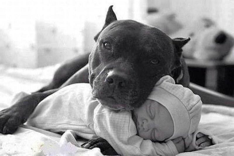 Pit Bull with Baby