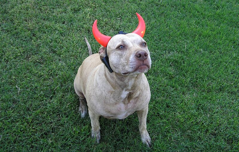 Pit Bull with Devil Horns — Green, Playful