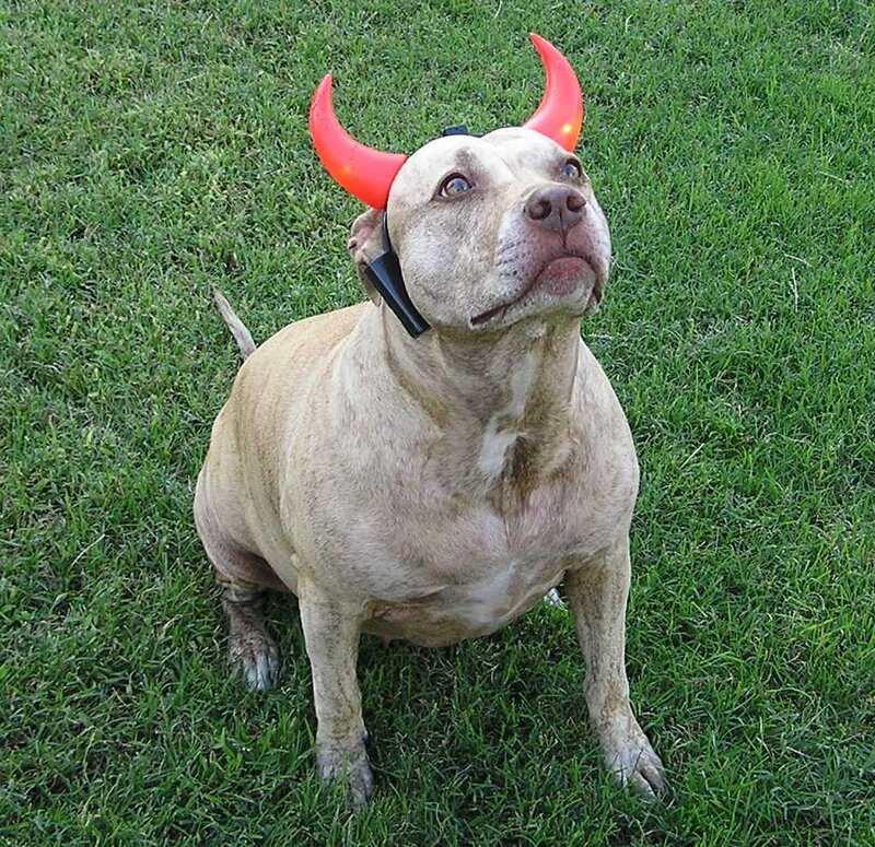 Pit Bull with Devil Horns — Green