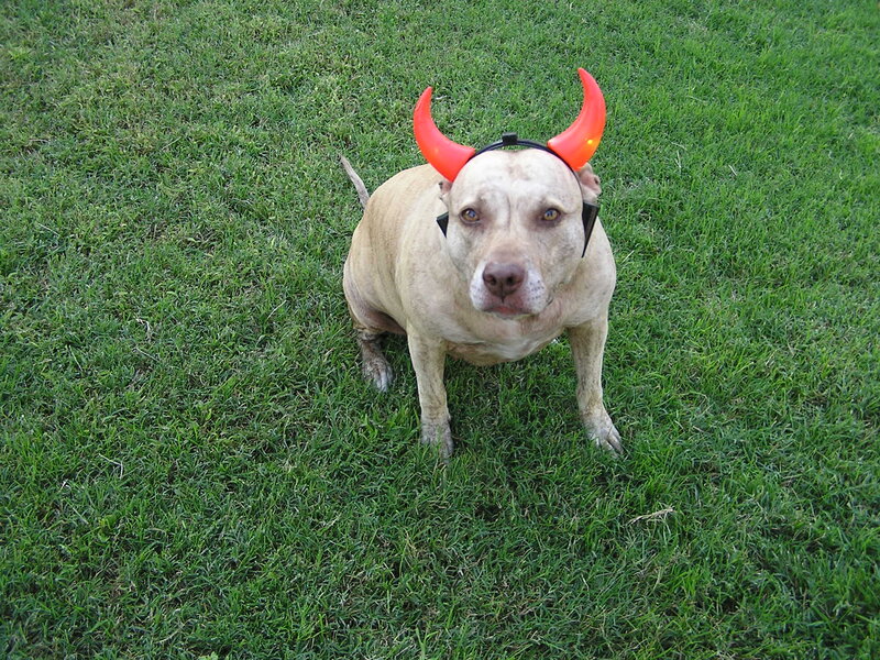 Pit Bull with Devil Horns