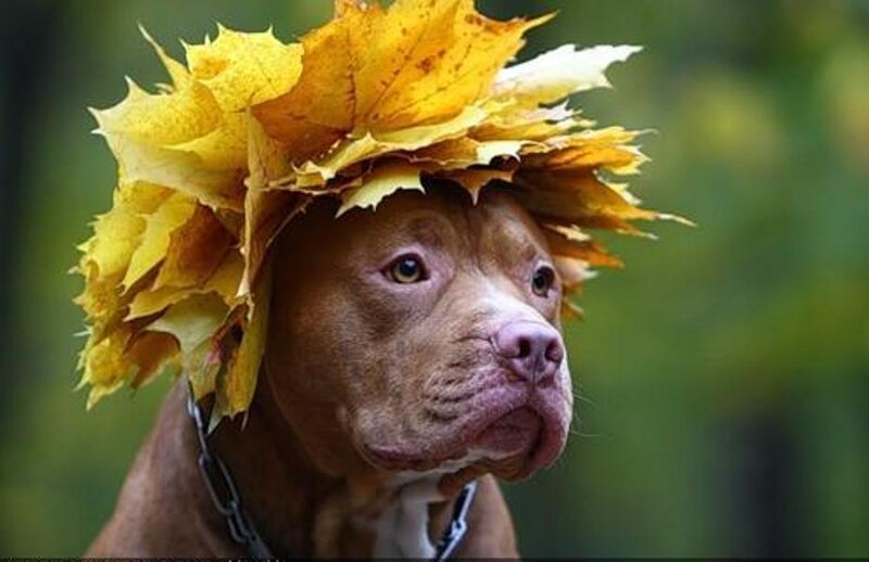 Pit Bull with Leaf Crown