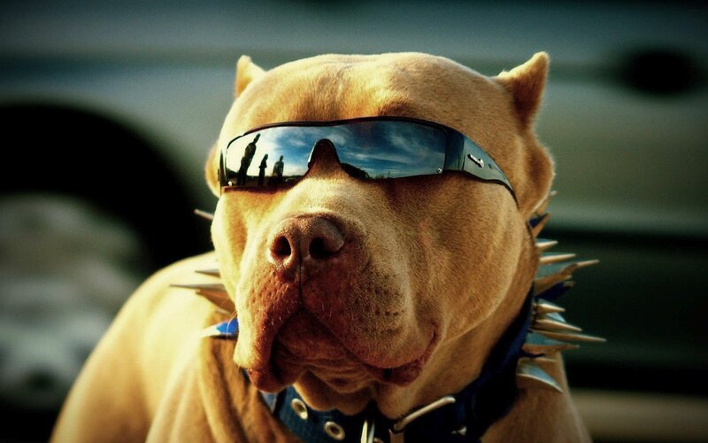 Pit Bull with Sunglasses