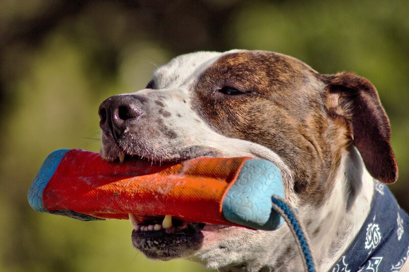 Pit Bull with Toy