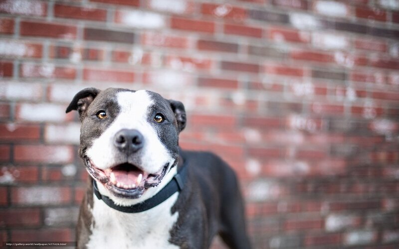 Pitbull dog in front of brick wall