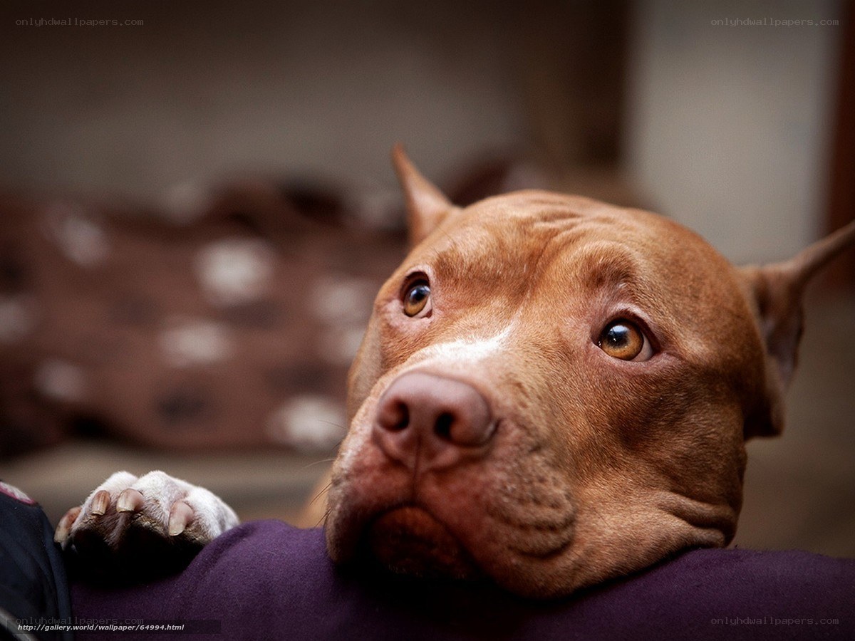pitbull dog resting