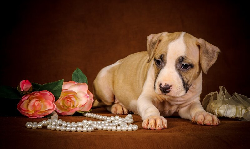 Pitbull Puppy — Brown, Calm