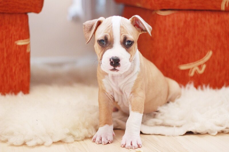 Pitbull Puppy — Brown