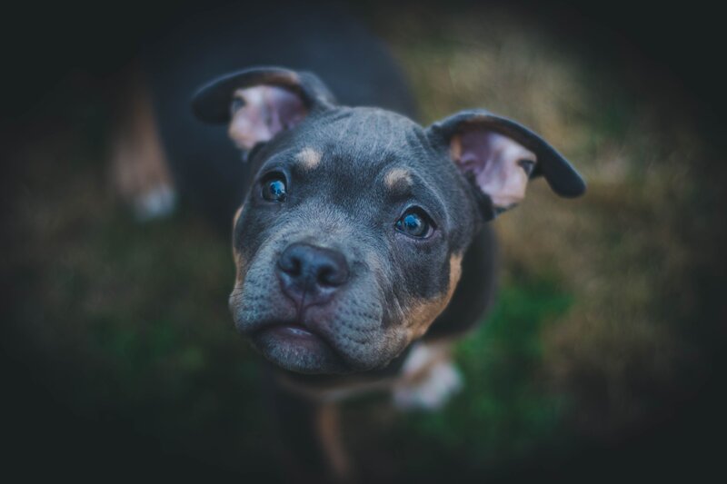 Pitbull Puppy Looking Up