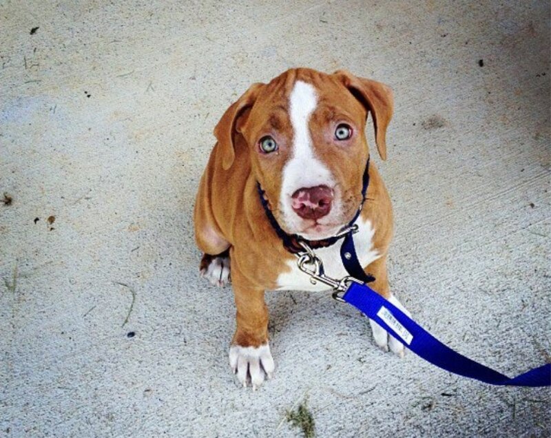 Pitbull Puppy
