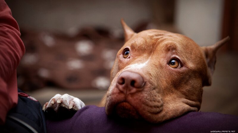 pitbull resting on lap