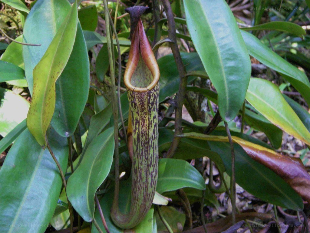 pitcher plant in forest