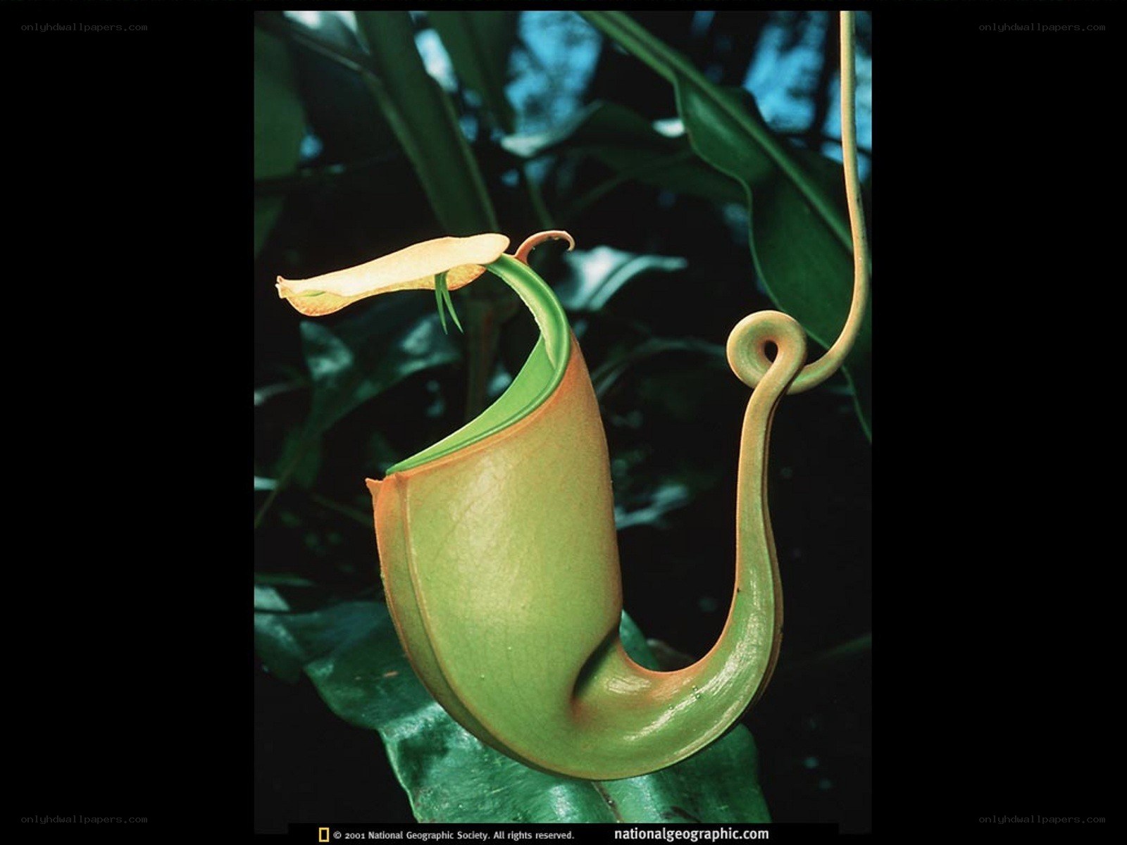 Pitcher plant in tropical forest