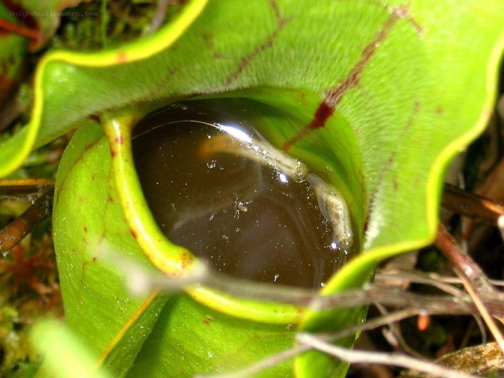 pitcher plant with larva