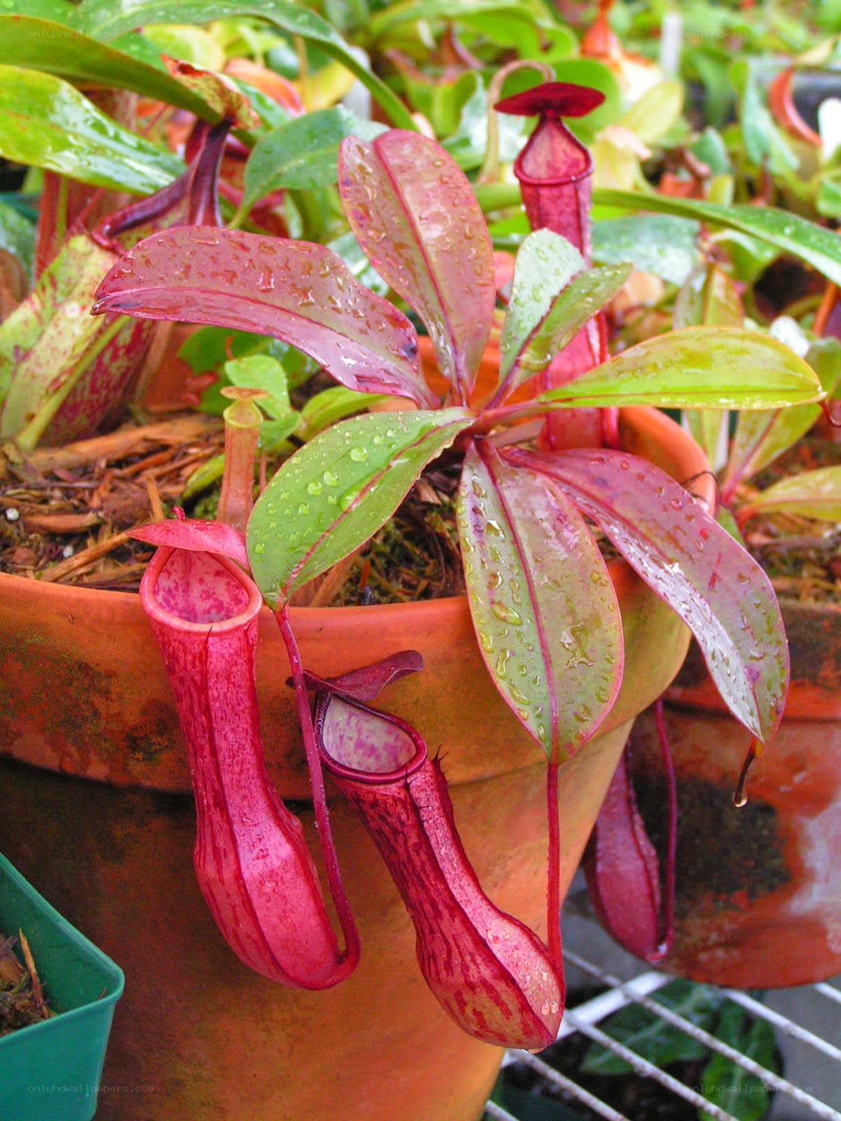 pitcher plants in terracotta pot