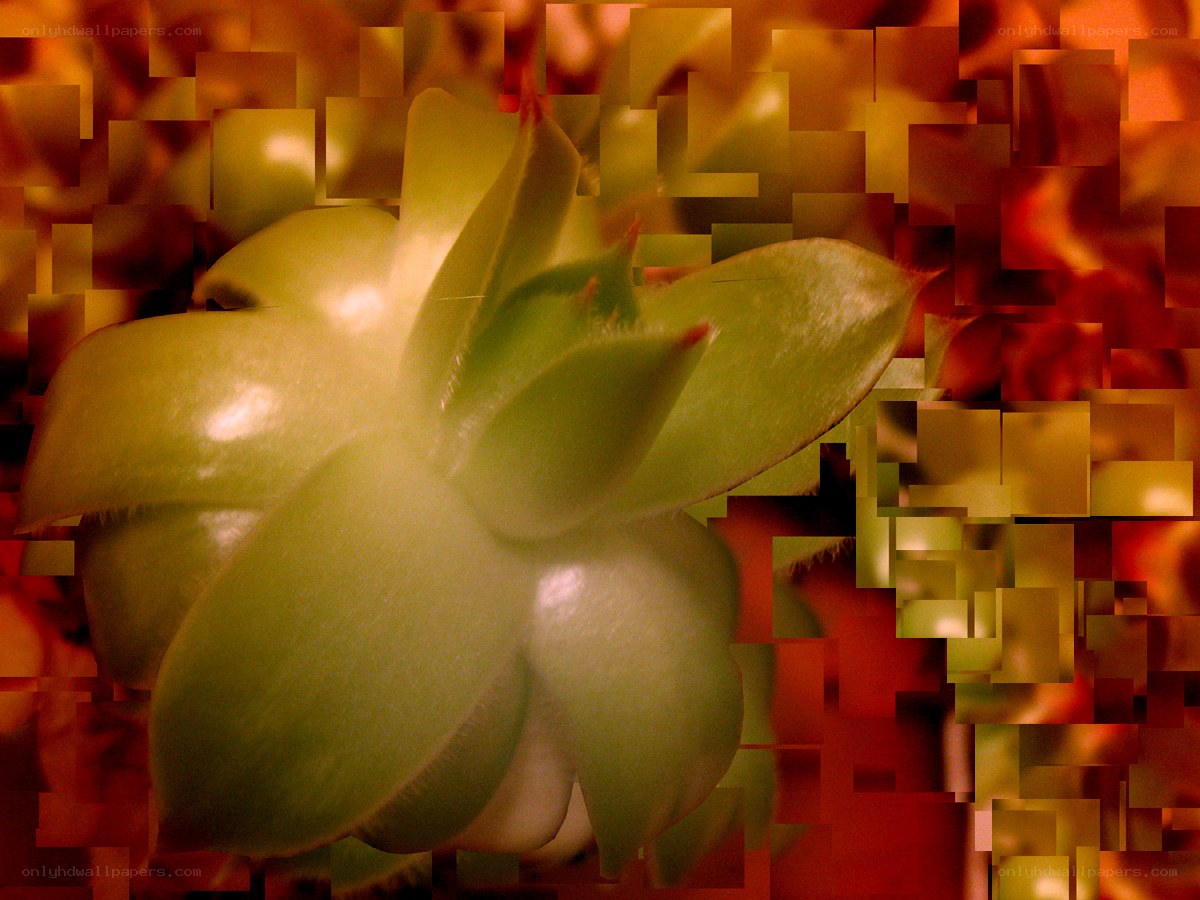 pixelated succulent close-up