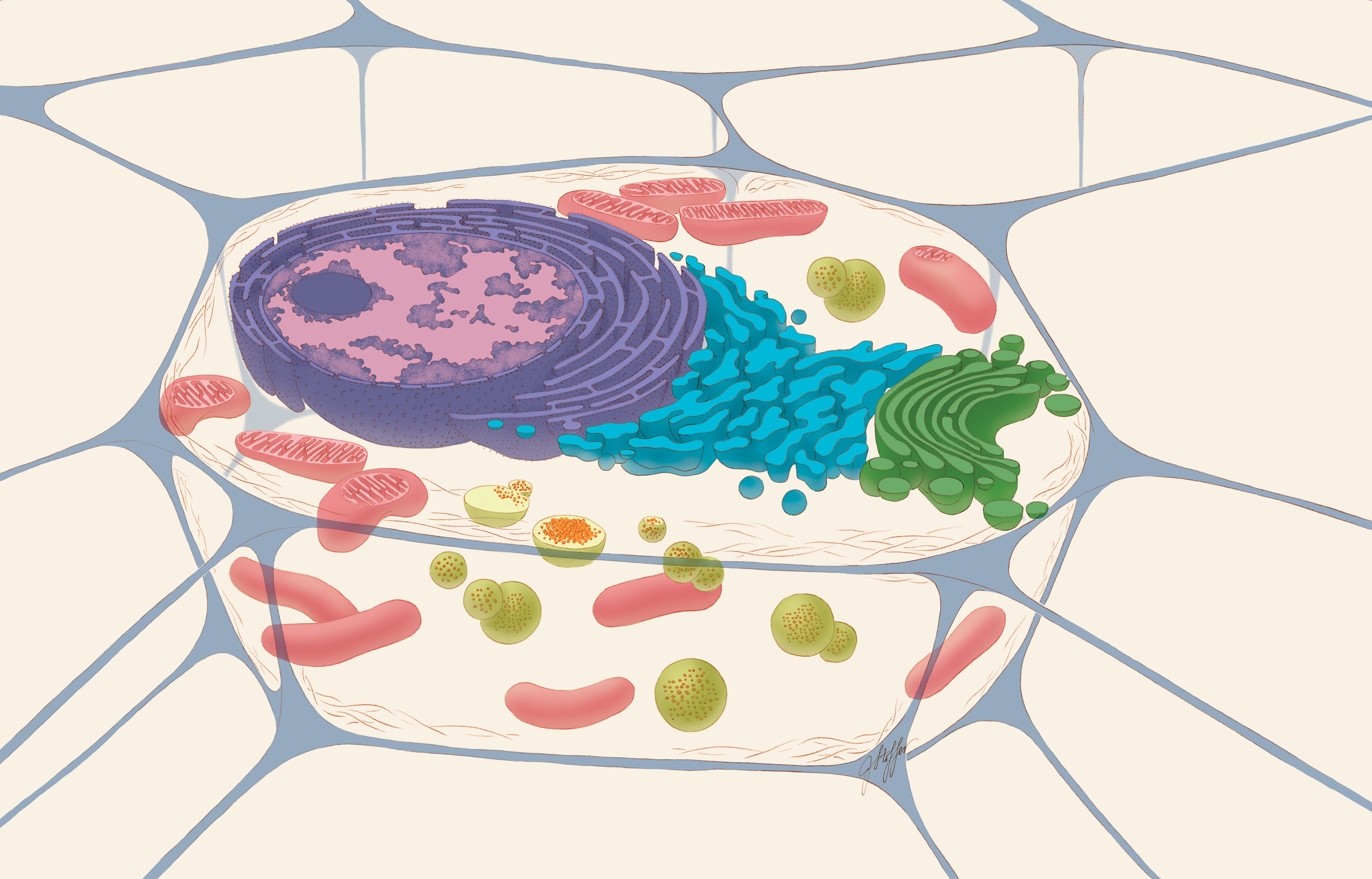 plant cell diagram