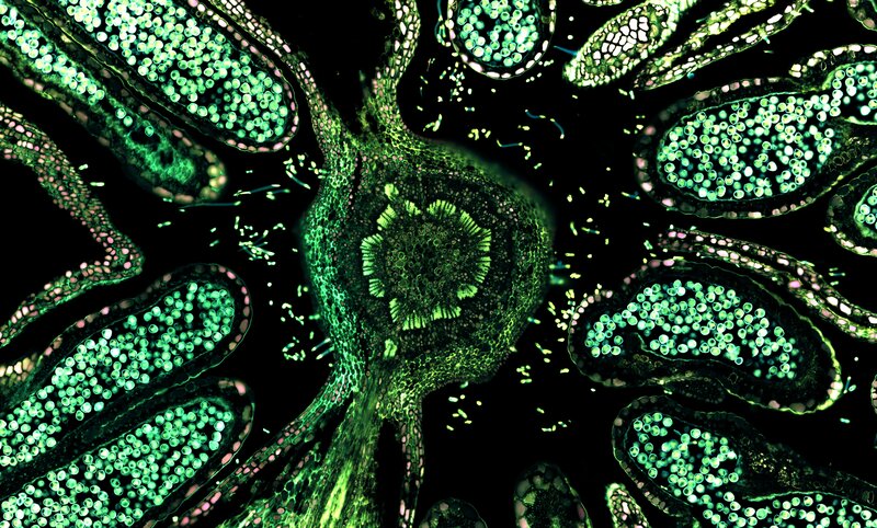 Plant Cells under Microscope — Green