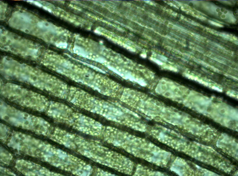Plant Cells under Microscope