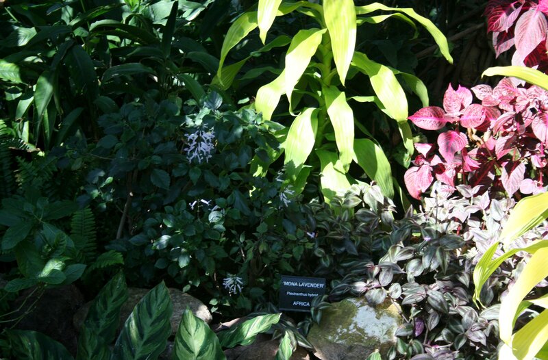 Plant Display in Garden
