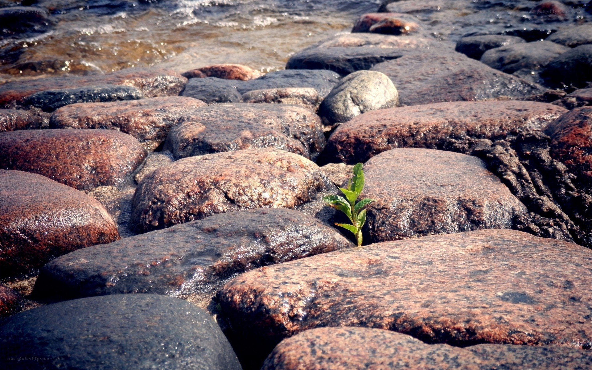 Plant growing between rocks