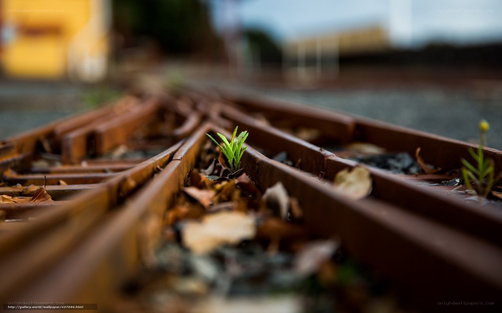 plant growing between train tracks