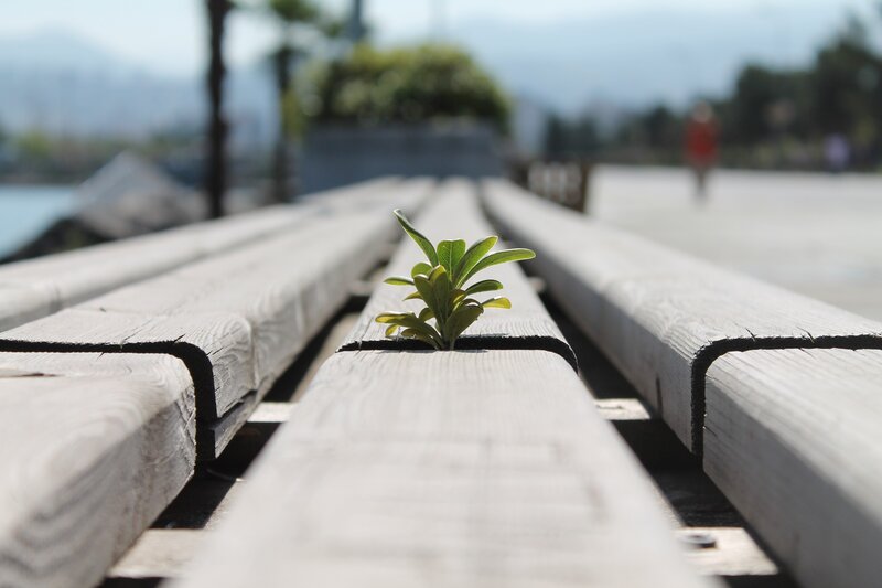 plant growing between wooden planks