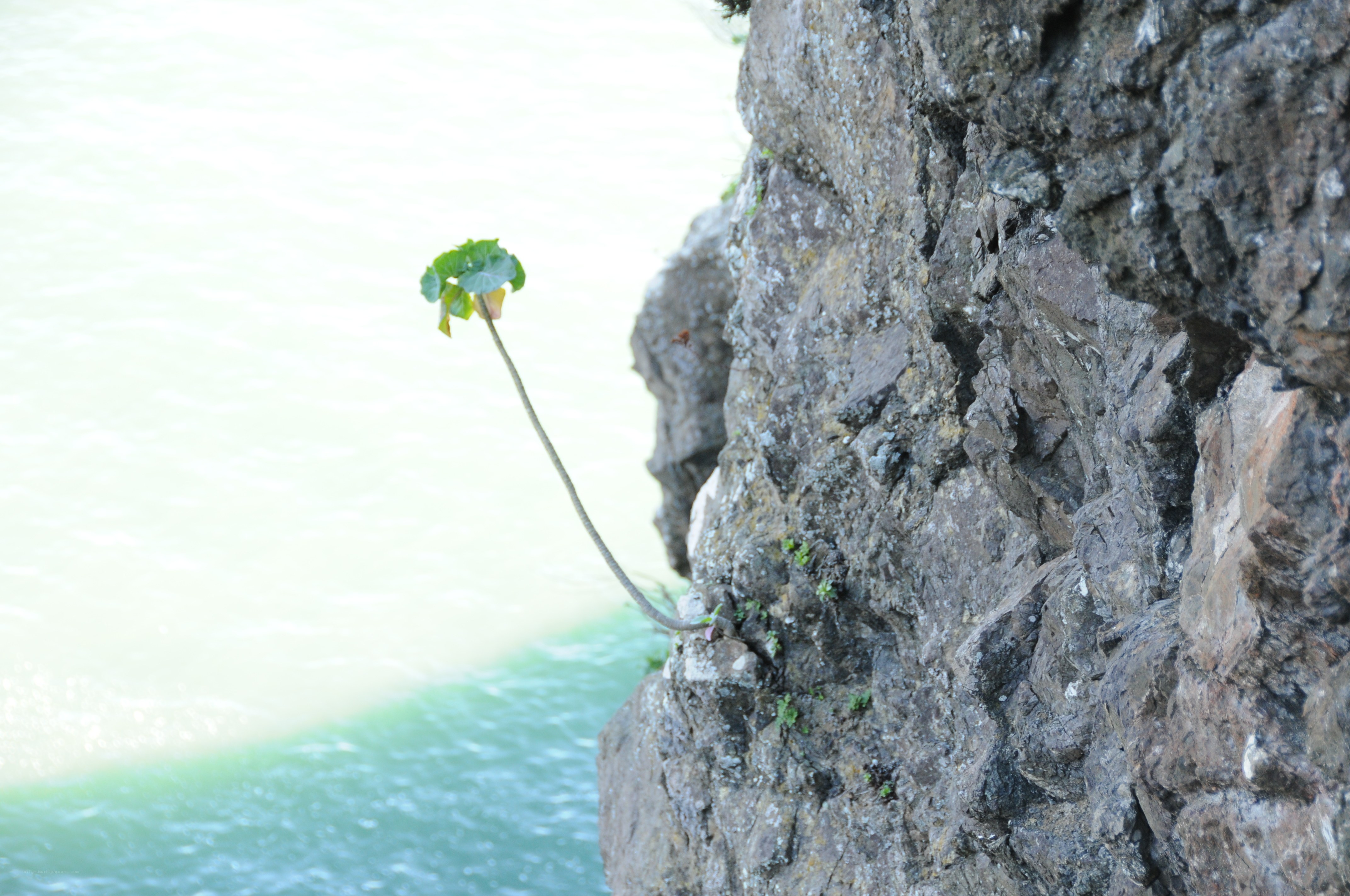 Plant growing from a cliff
