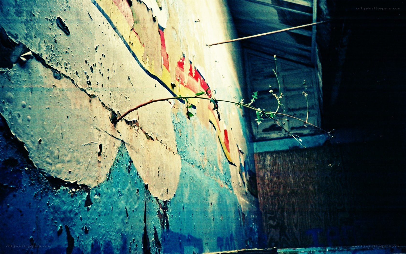 plant growing from cracked wall