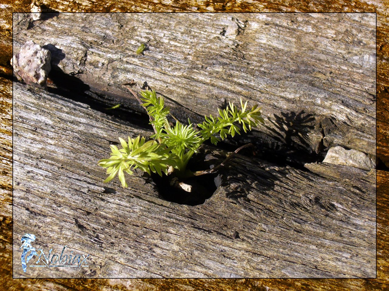 plant growing from wood
