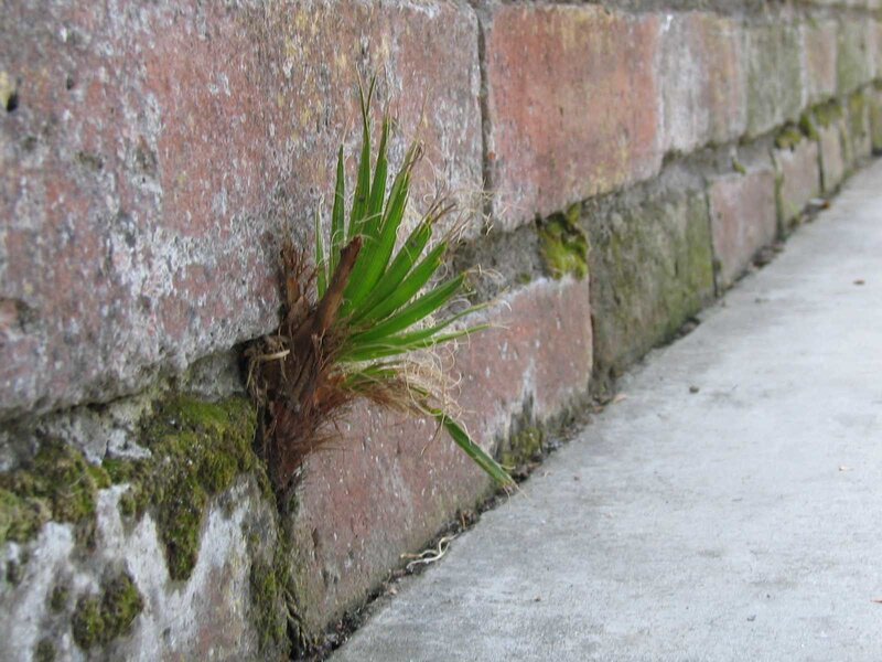 Plant Growing in Brick Wall
