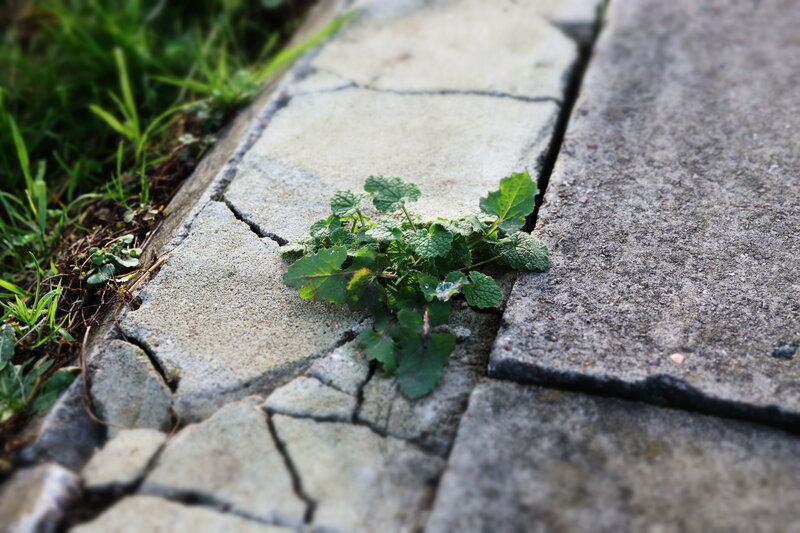 Plant Growing in Crack