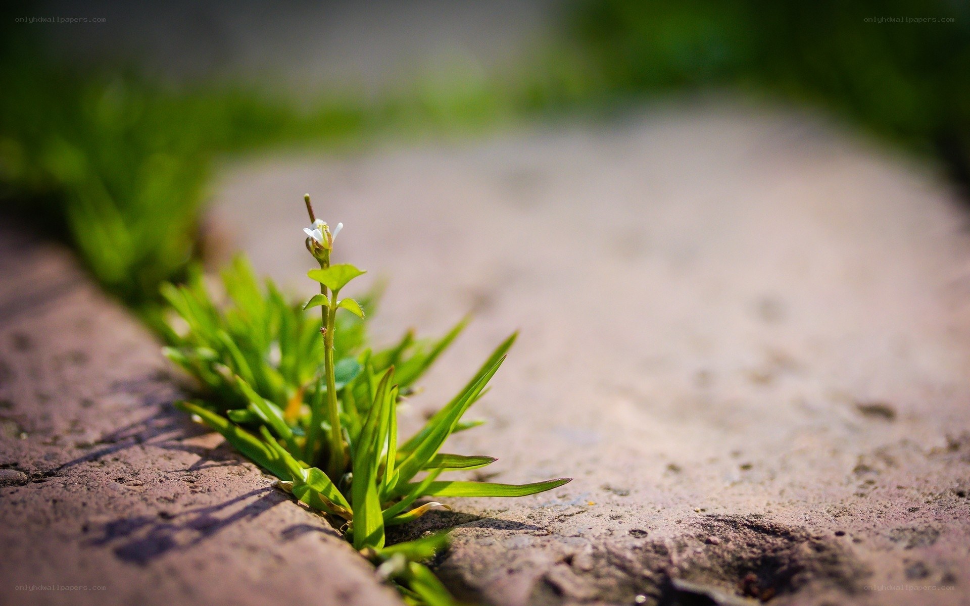 plant growing in pavement crack