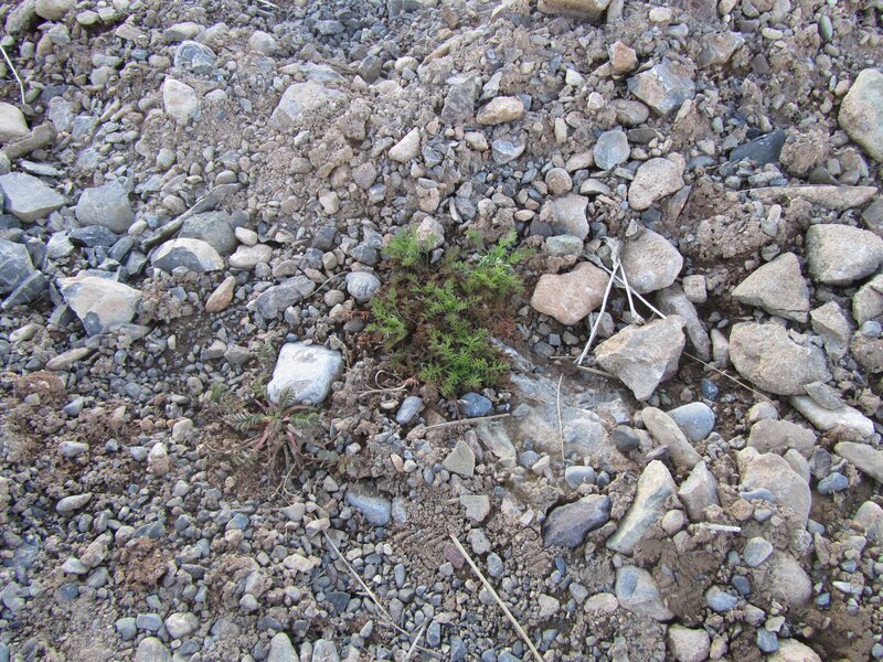 plant growing in rocky soil
