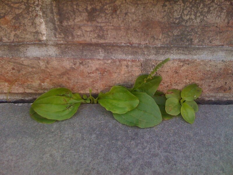 plant growing in wall crack