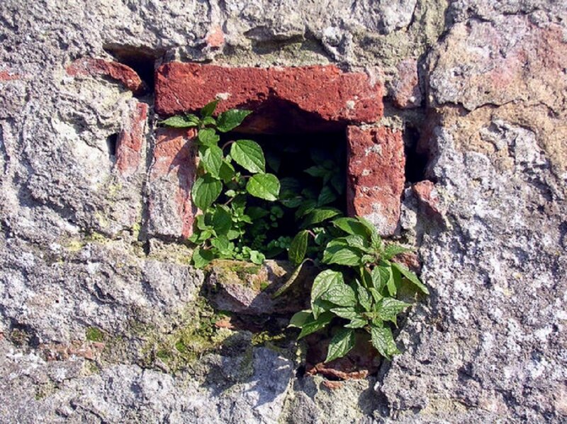 Plant Growing in Wall — Green