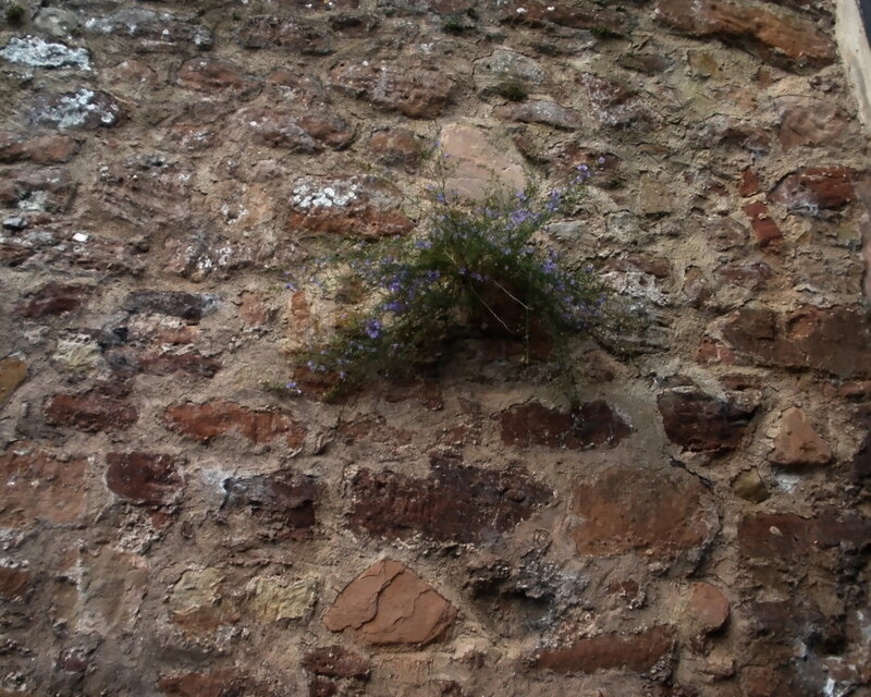Plant Growing in Wall