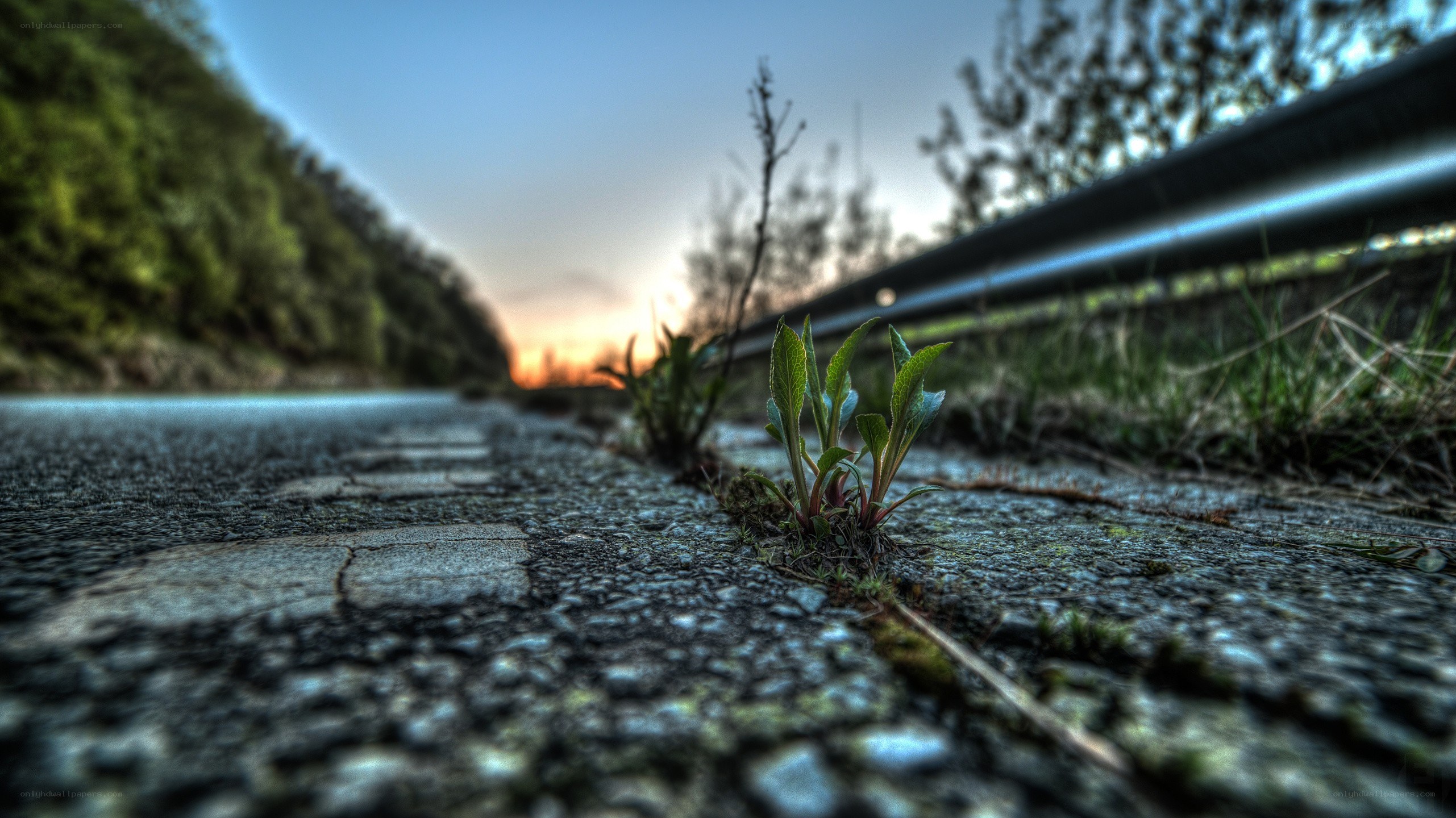plant growing on cracked road