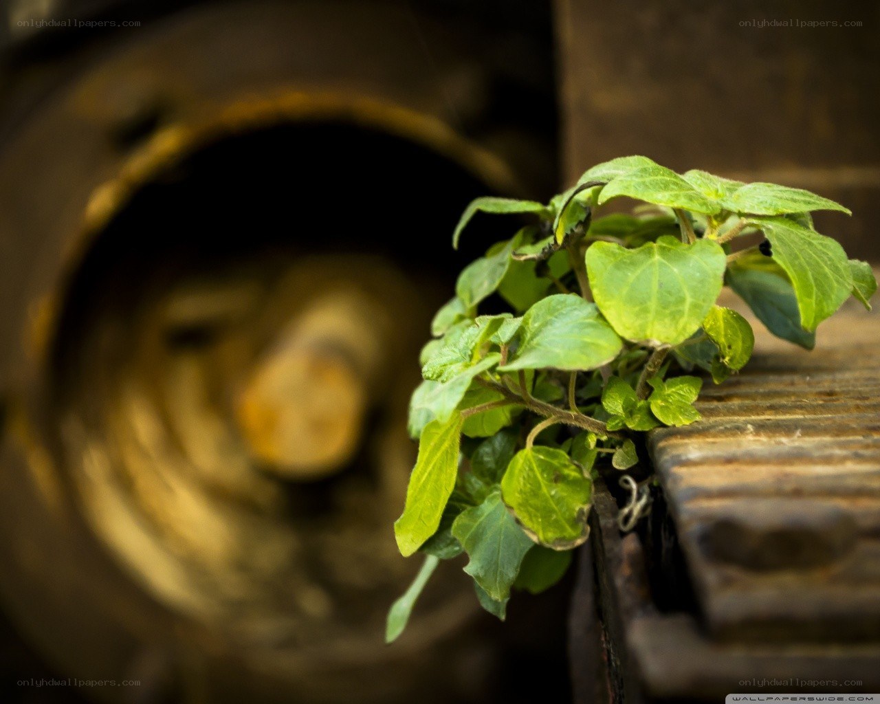 plant growing on metal
