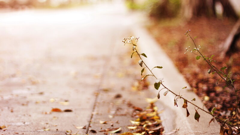 Plant Growing on Sidewalk