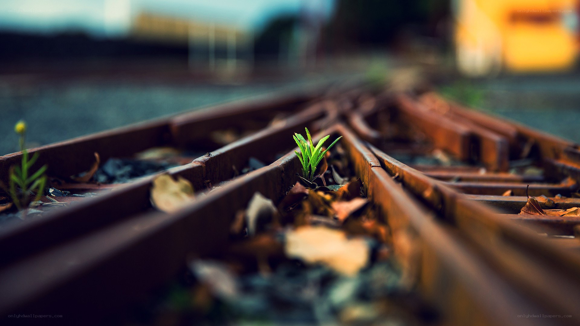 plant growing on train tracks
