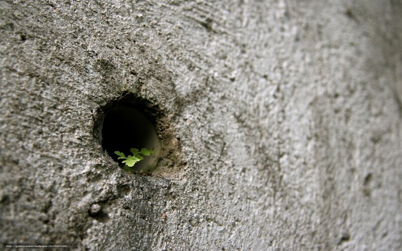 Plant growing through concrete hole