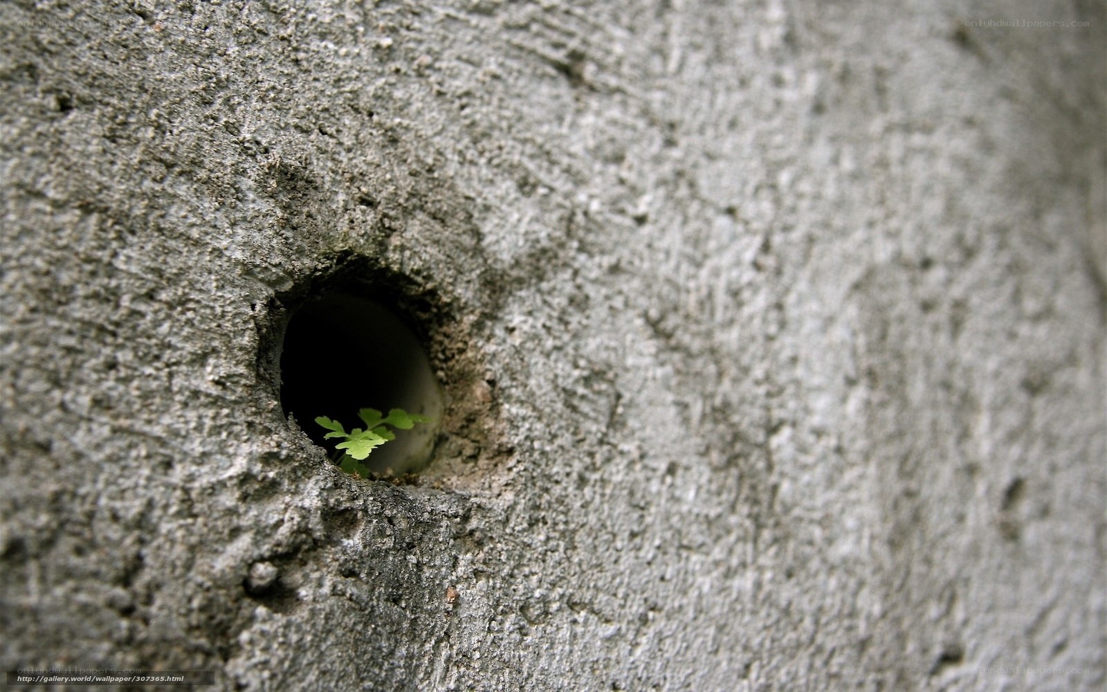 Plant growing through concrete hole