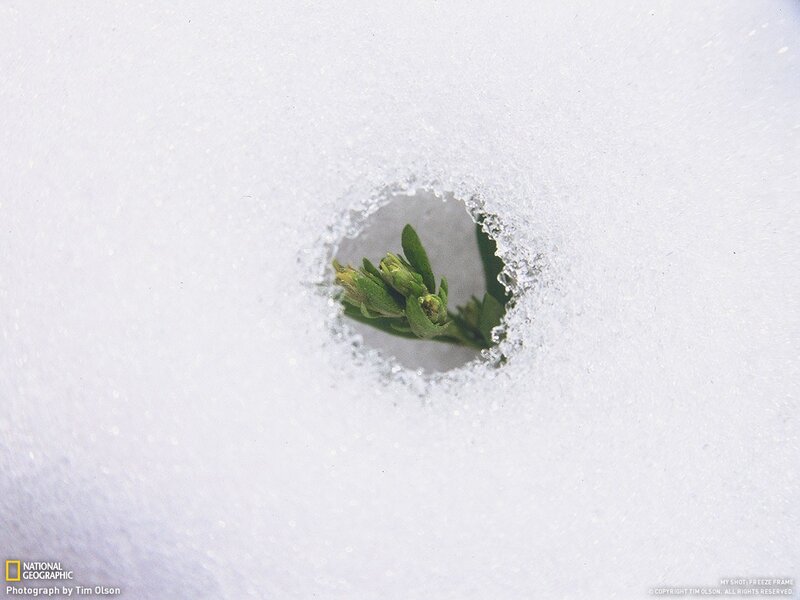 Plant growing through snow