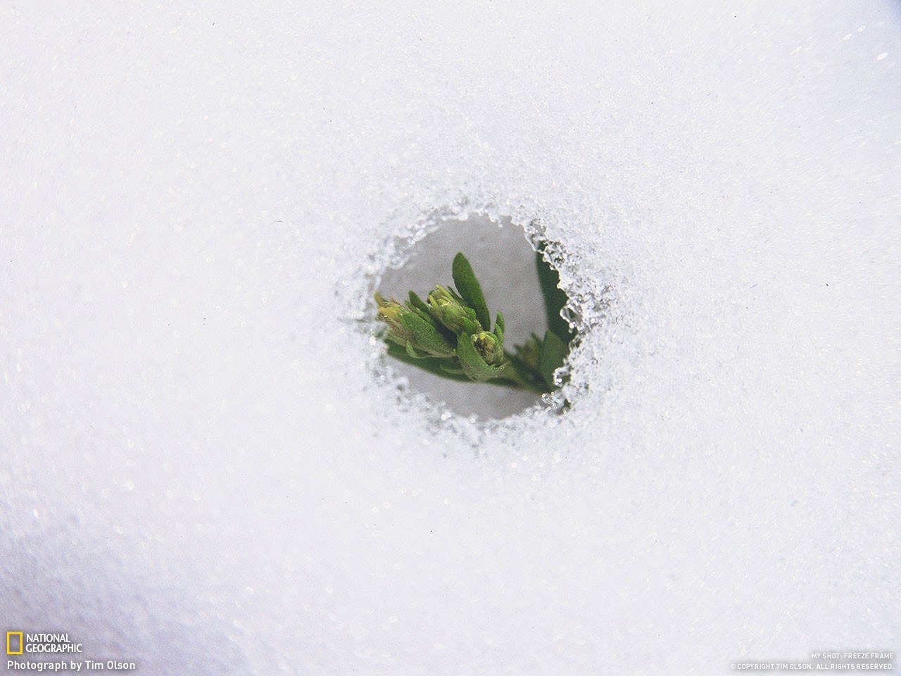 Plant growing through snow